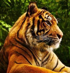 老虎屬性|虎:虎（學名：Panthera tigris），俗稱老虎，是哺乳綱。